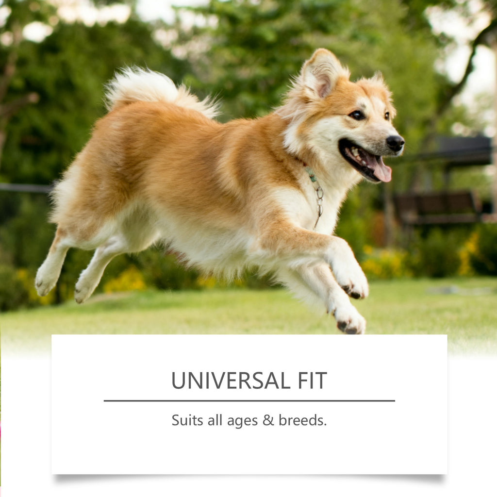 Dog probiotic soft granules